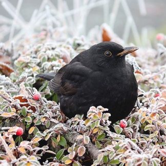 044001 Ornithologie : les premiers pas de l’ornithologue en hiver_inscription