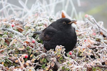 044001 Ornithologie : les premiers pas de l’ornithologue en hiver_inscription