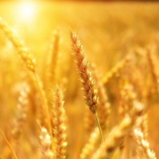 033245 Ce qu'une politique de souveraineté alimentaire veut dire_inscription