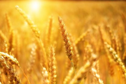033245 Ce qu'une politique de souveraineté alimentaire veut dire_inscription